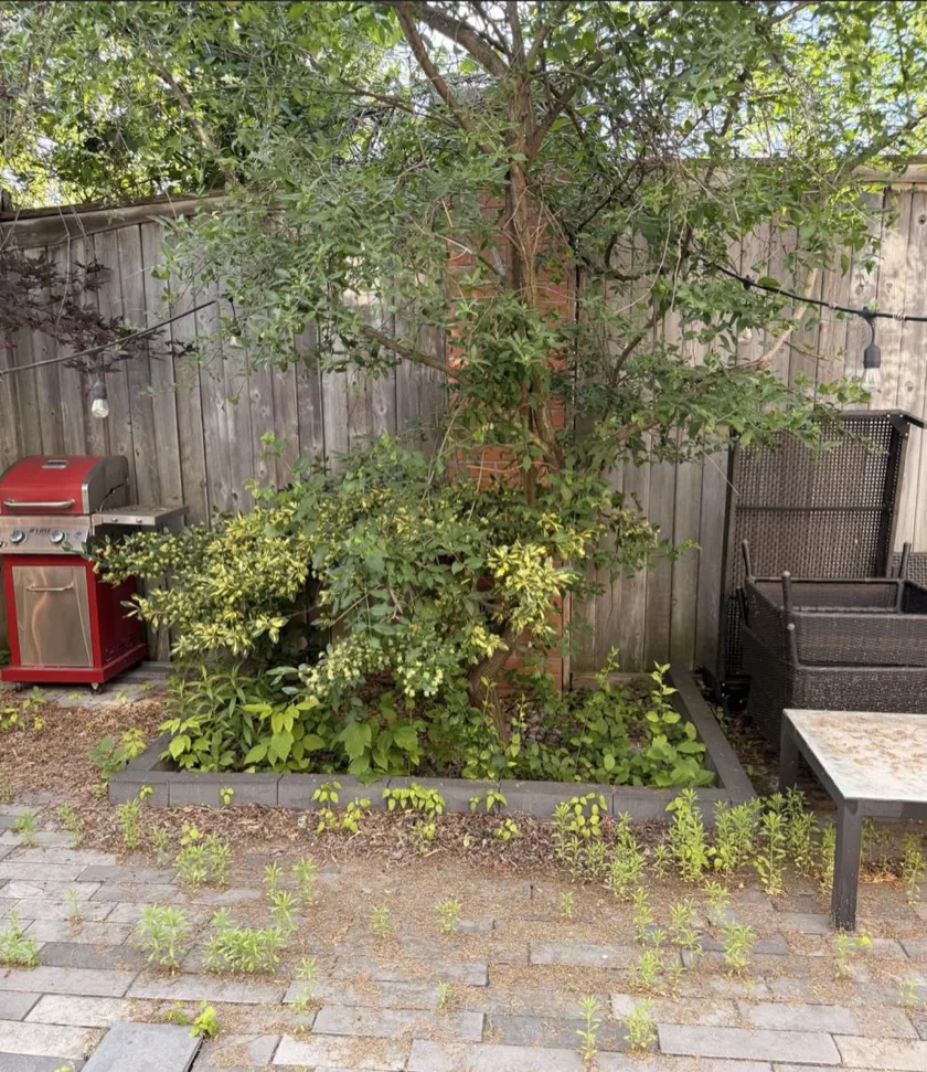 Before: back patio interlock heavily overgrown with weeds between pavers