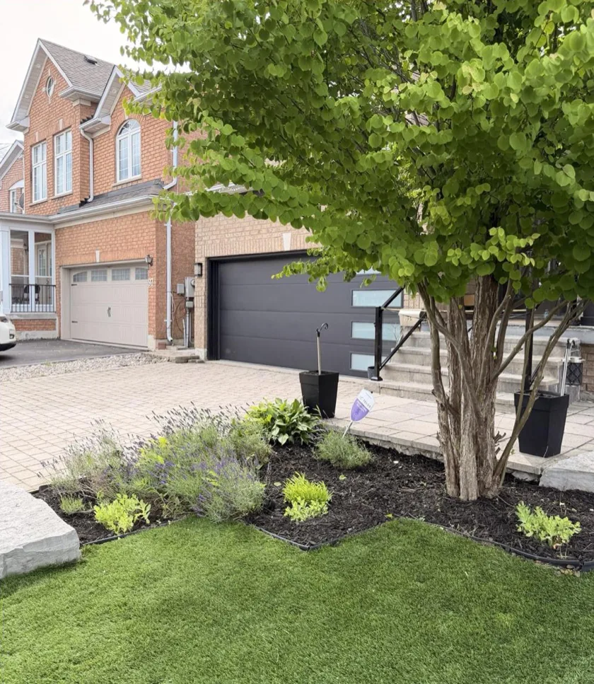 After: front garden bed cleared, edged, and mulched — clean curb appeal
