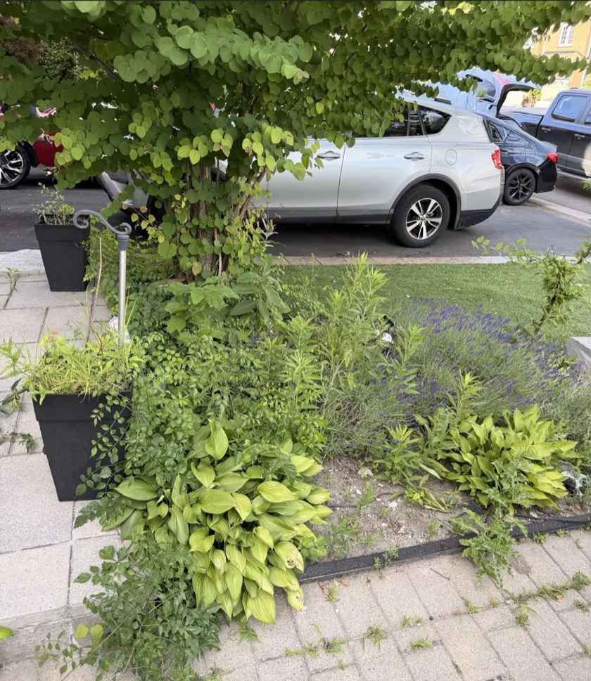 Before: front garden bed overgrown with weeds, poor curb appeal
