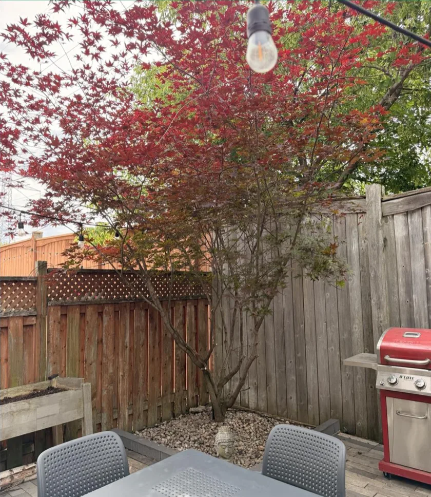After: Japanese maple shaped and pruned — open canopy, clean structure