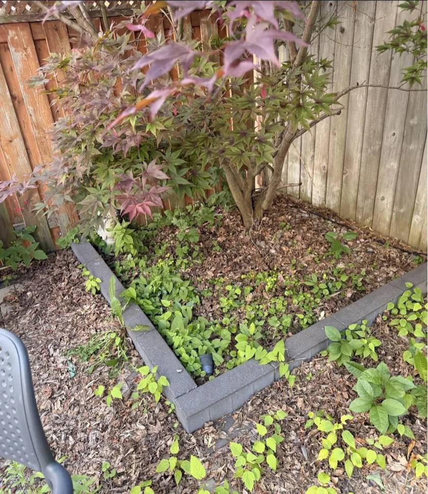 Before: Japanese maple with unpruned, overgrown canopy and crossing branches